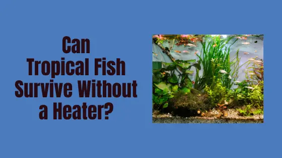 can tropical fish survive without a heater?