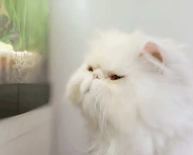do cats like fish tanks