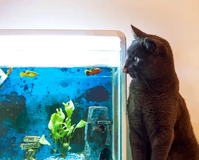 cat proof a fish tank