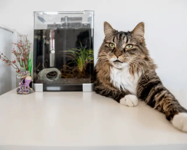 are cats ok with fish tanks