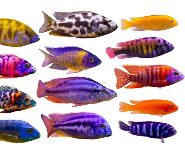 cichlids