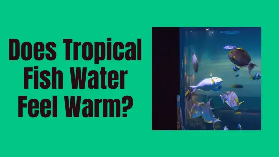 Does tropical fish water feel warm?