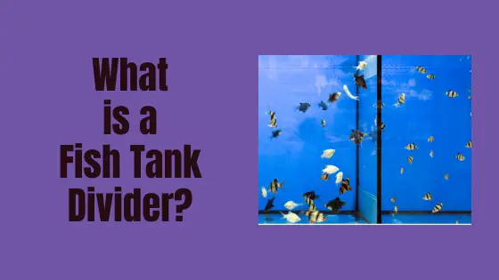 what is a fish tank divider?