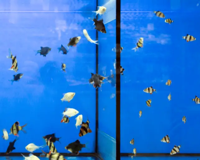 what is a fish tank divider?