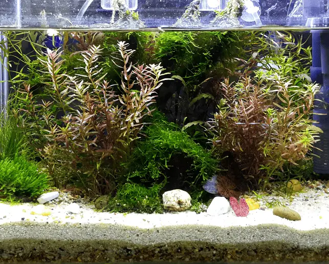 fish tank water level