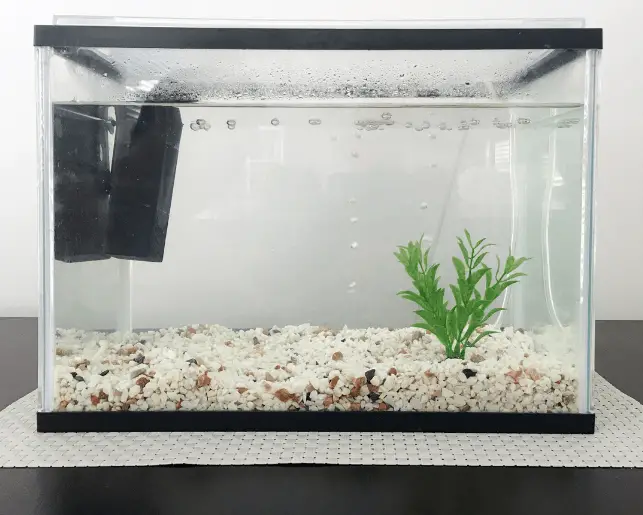 fish tank water level too low