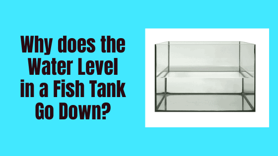 why does the water level in a fish tank go down?