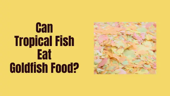 can tropical fish eat goldfish food