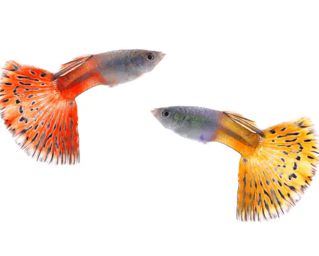 Can Guppy Fish Change Colours?