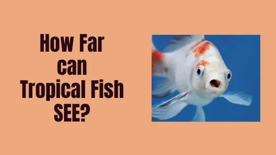 how far can tropical fish see?