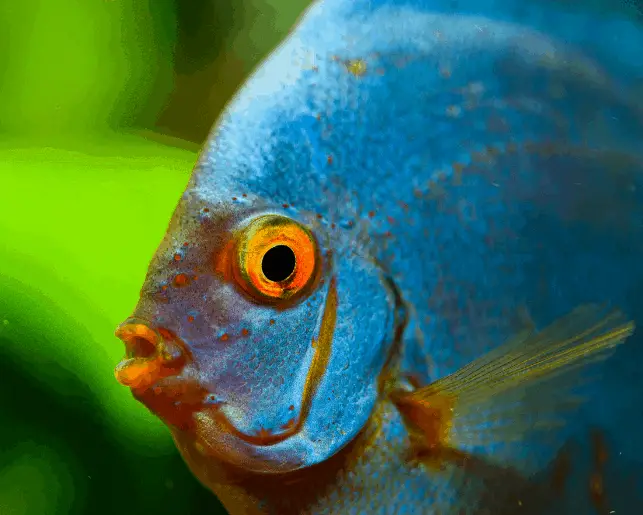 how far can tropical fish see