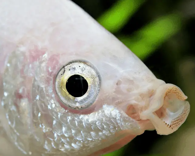 kissing gourami