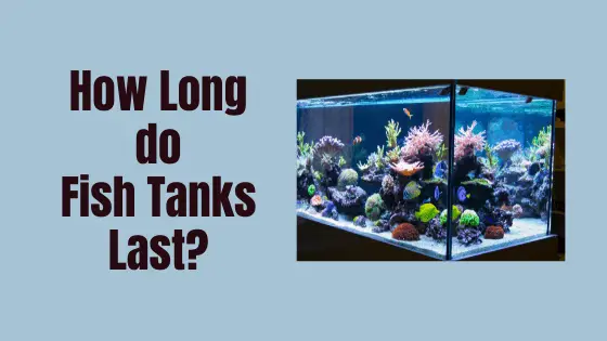 how long do fish tanks last
