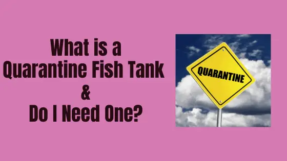 what is a quarantine fish tank