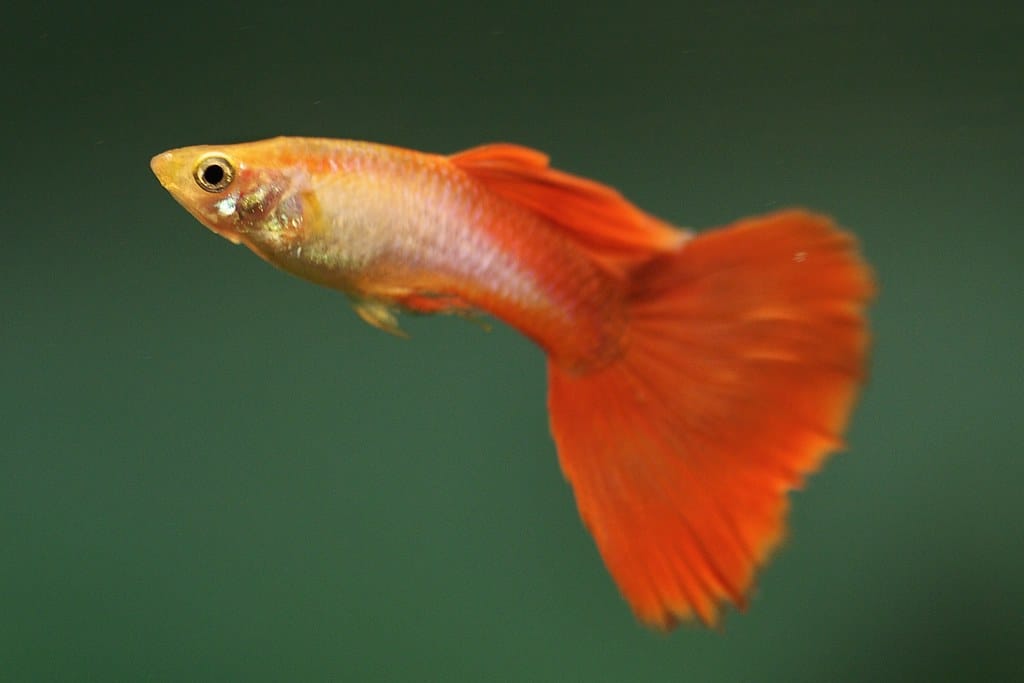 red blonde guppy