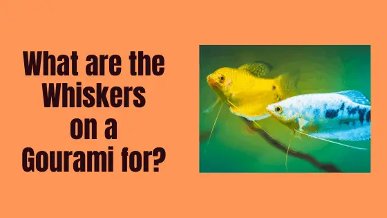 what are the whiskers on a gourami for?