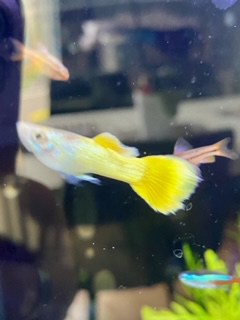 yellow guppy