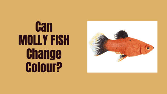 can molly fish change colour