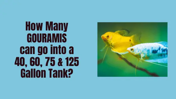 how many gouramis can go into a tank