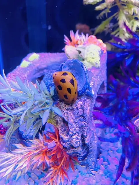 red spotted nerite snail