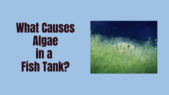 what causes algae in a fish tank