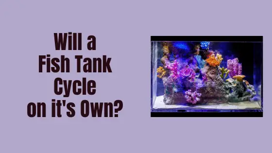 will a fish tank cycle on its own
