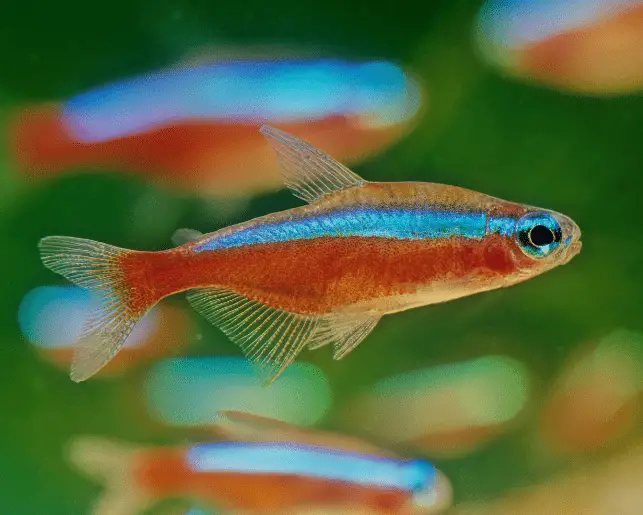 cardinal tetra