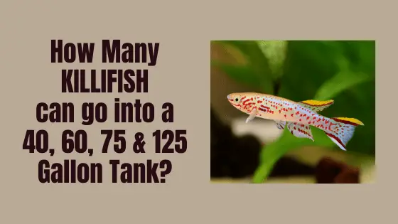 how many killifish in a tank