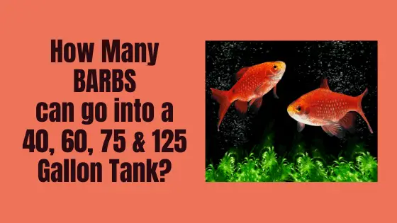 how many barbs can i put in a tank