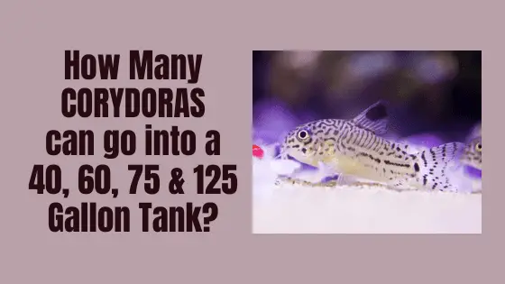 how many corydoras can i put in a tank