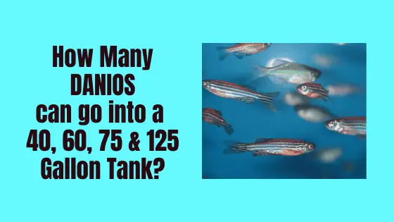 how many danios can i put in a tank