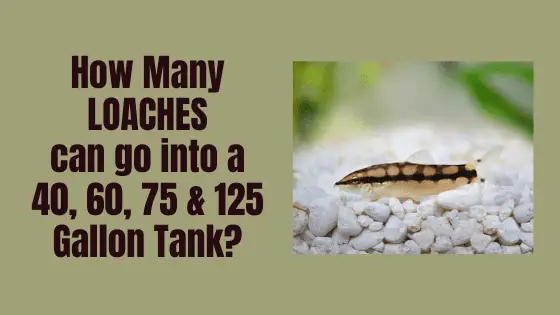 How many loaches in a tank
