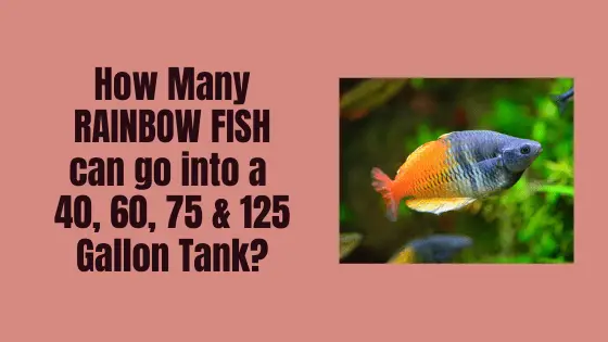 how many rainbow fish can i put in a tank