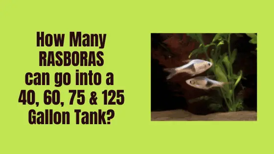 how many rasboras can i put in a tank