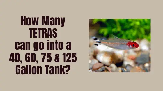 how many tetras in a tank