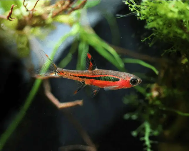 chilli rasbora