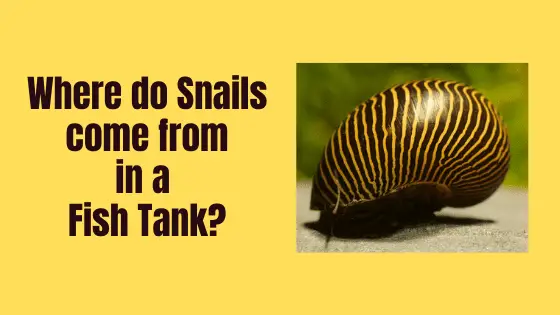 where do snails come from in a fish tank