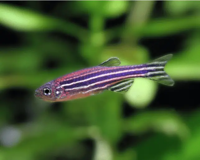 zebra danio