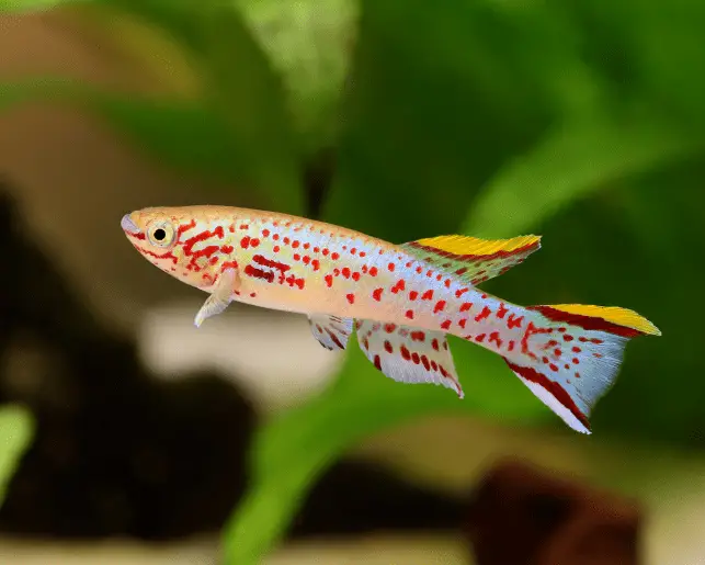 lyretail killifish