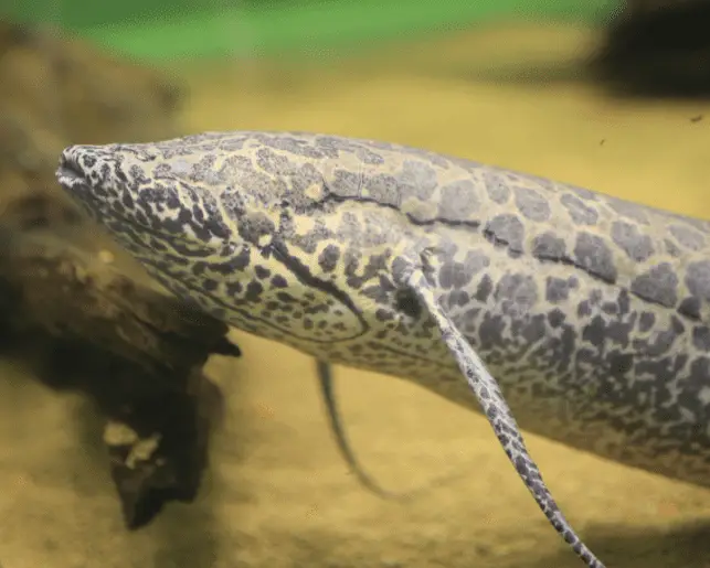 african lungfish