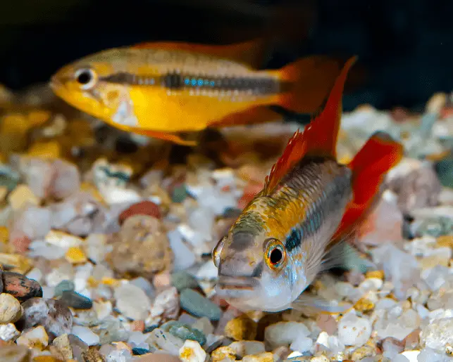 agassiz's dwarf cichlid