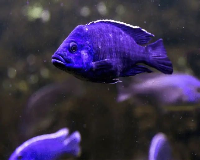 ahli cichlid