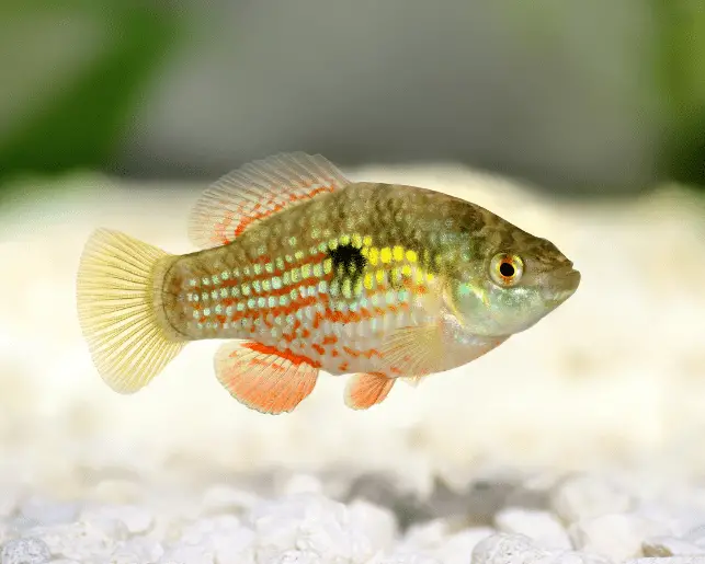 american flagfish