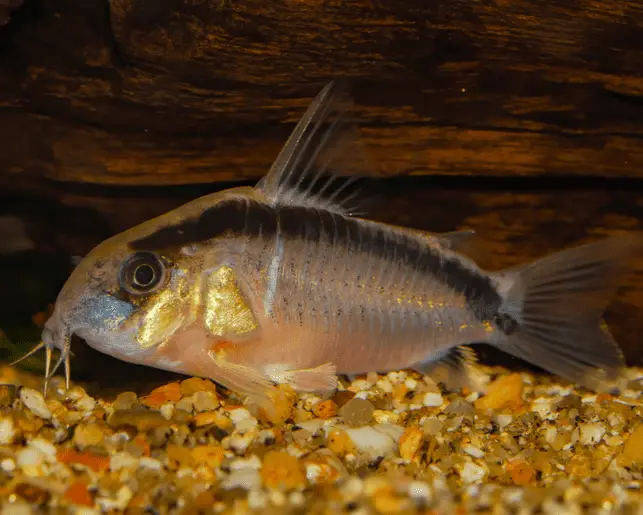 arched corydoras