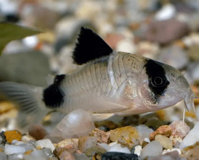 bandit corydoras