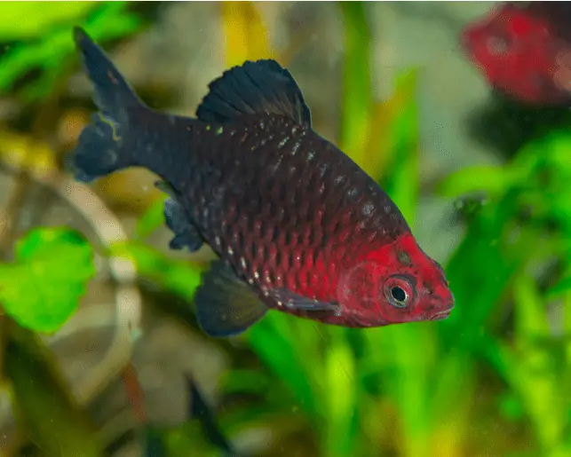 black ruby barb