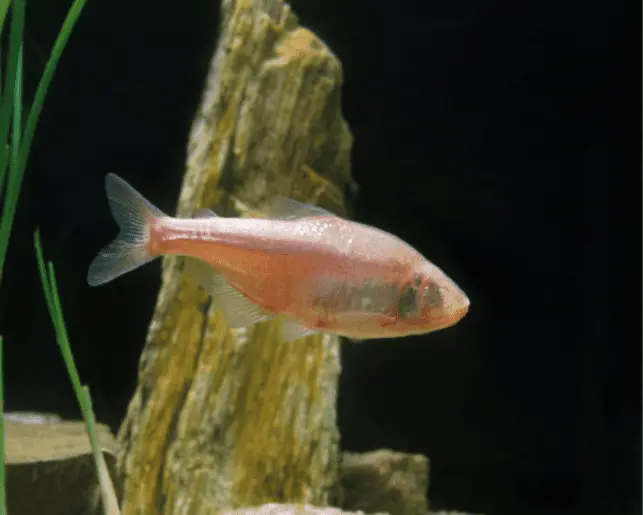 blind cavefish