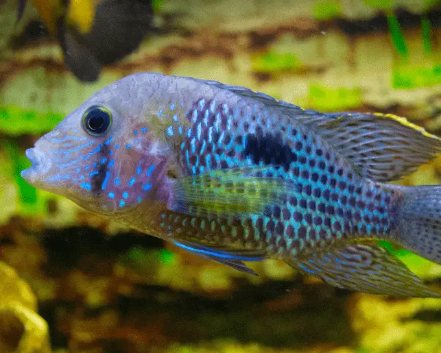 blue acara cichlid