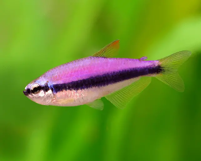 blue emperor tetra