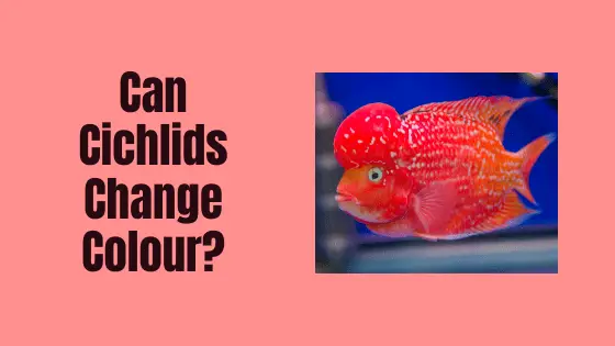 can cichlids change colour?
